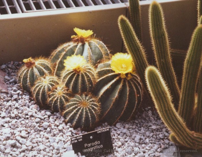 Parodia Magnifica - cacti, Royal Botanical Gardens, Kew, England
