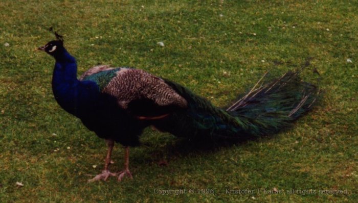 A fancy peacock mingles with Cardiff Castle visitors, Cardiff, Wales