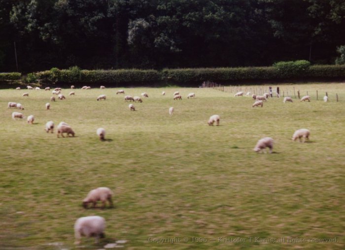 Sheep grazing along British Rail tracks, just outside York, England