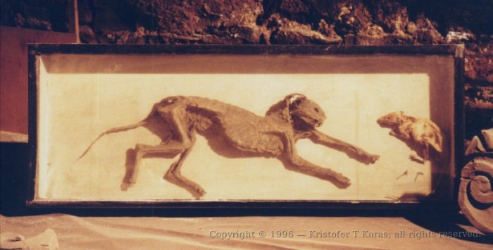 Mummified cat and rat, lost in an organ pipe, Christ's Church, Dublin