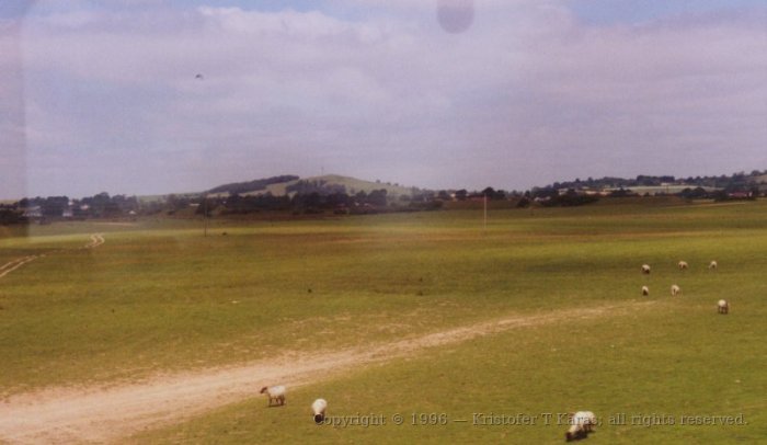 Sheep grazing in a field near tracks to Cork, Ireland