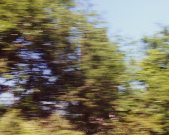 Trees, blurred by the movement of the railway train; Ireland