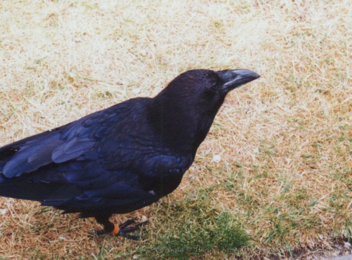 One of six ravens who guard the Tower of London