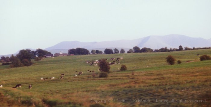 Cows grazing with high hills as distant backdrop; Ireland