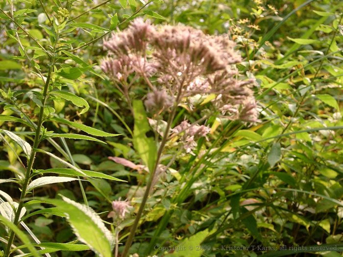 A wild flower along the unbuilt ROW of the Massachusetts Central