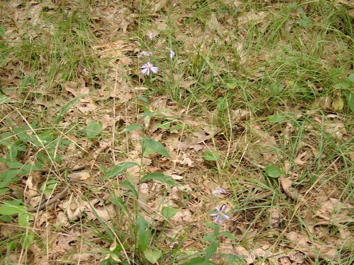 Small, faintly violet flowers grow above leaf-strewn ground