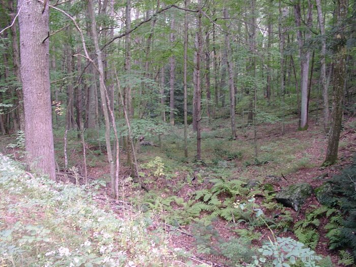 Quabbin forest seen from Massachusetts Central unbuilt ROW
