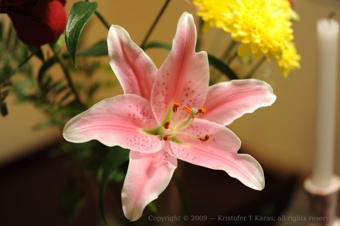 A flower from a bouquet