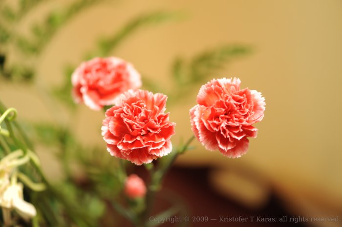 Three carnations pose for the D700