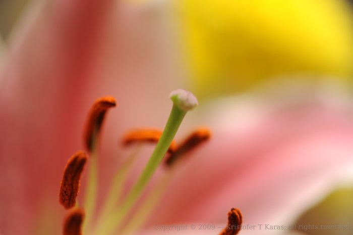 Red, Yellow, Pistil, Stamen