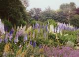 Flower display, Queen Mary's Garden, Regent's Park, London