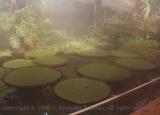 Floating leaves - "lily pads," Royal Botanical Gardens, England