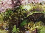 Carnivorous plants closeup with pool, Royal Botanical Gardens, Kew, England