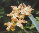 Tropical Flowers, Royal Botanical Gardens, Kew, England