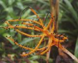 Fancy plant reproductive organ, Royal Botanical Gardens, Kew, England