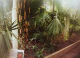 Passion Flower exhibit, Royal Botanical Gardens, Kew, England