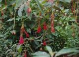 Intriguing red, draping flowers - Royal Botanical Garden, Kew, England