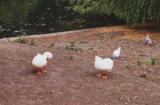 Ducks alongside Grand Union Canal, Regent's Park, London