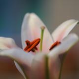 Flowers photographed on various trips near and far