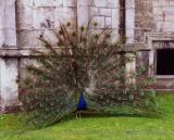 Peacock with tail brightly displayed, Cardiff Castle, Wales