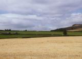 Yellow wheat contrasts strikingly with a violet sky, Shrewsbury, England