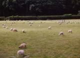 Sheep grazing along British Rail tracks, just outside York, England