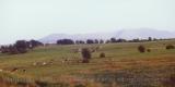 Cows grazing with high hills as distant backdrop; Ireland
