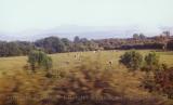 Cows grazing near tracks with misty mountains in background; Ireland