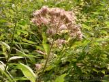 Some flowers photographed along railroad rights-of-way