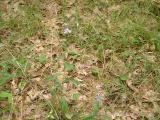 Small, faintly violet flowers grow above leaf-strewn ground