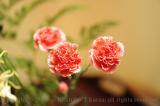 Three carnations pose for the D700