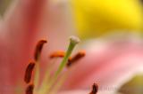 Red, Yellow, Pistil, Stamen