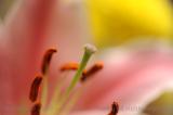 Red, Yellow, Pistil, Stamen