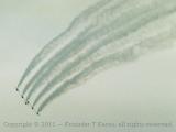 An image from a Hanscom AFB air show in the late 1980s